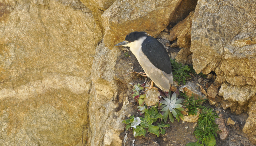 Black-crowned Night Heron