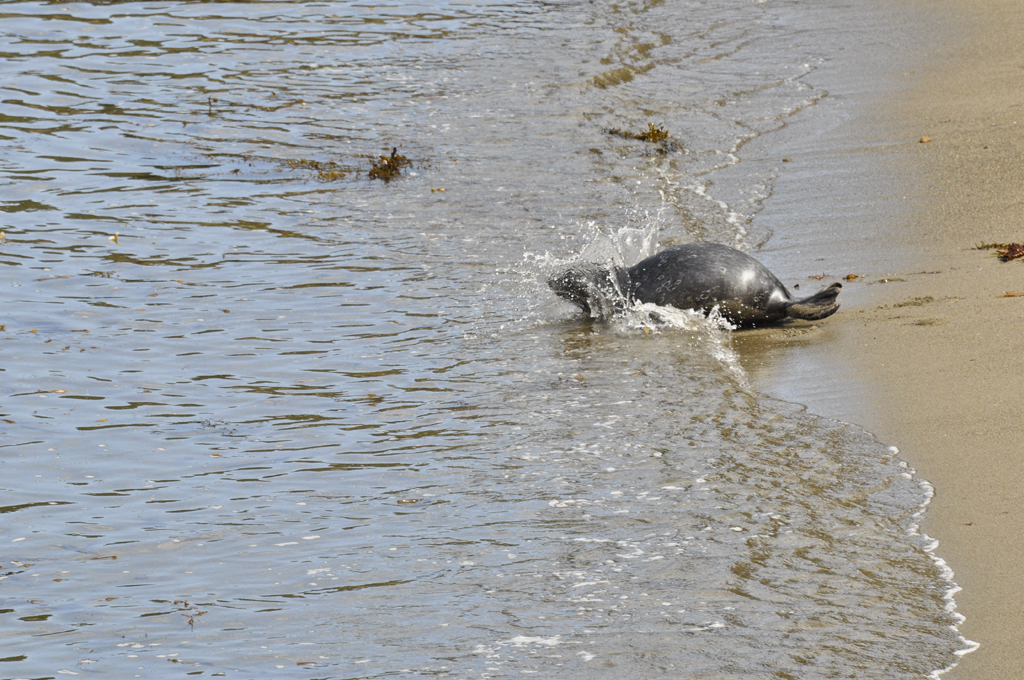 Sea Lion Dive