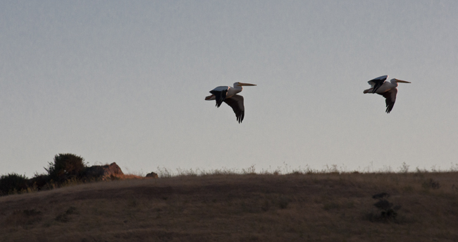 White Pelicans in flight
