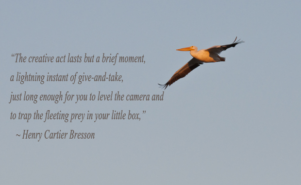 White Pelican in the Golden Sun light