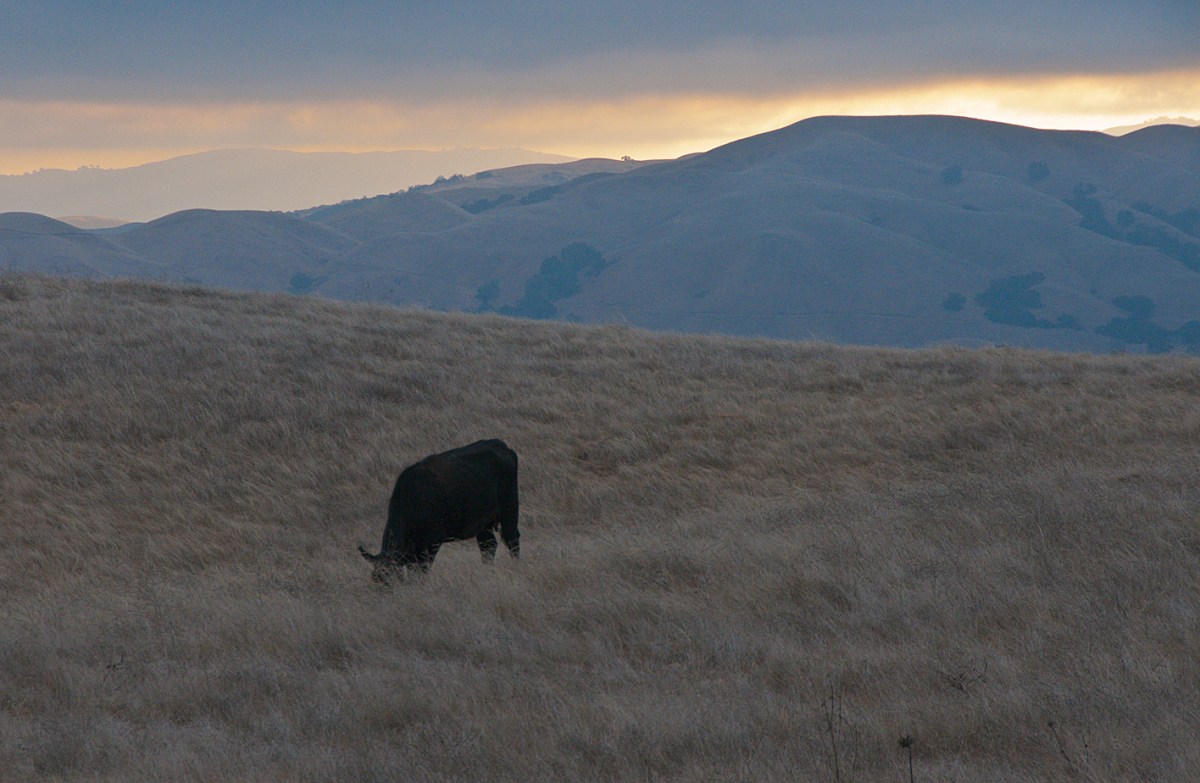 Cow in the Meadow_0317