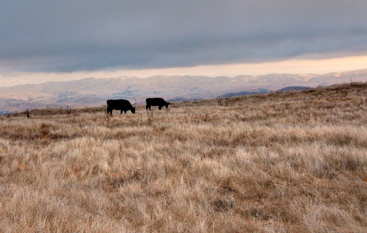 "They can be like a sun, words. They can do for the heart what l