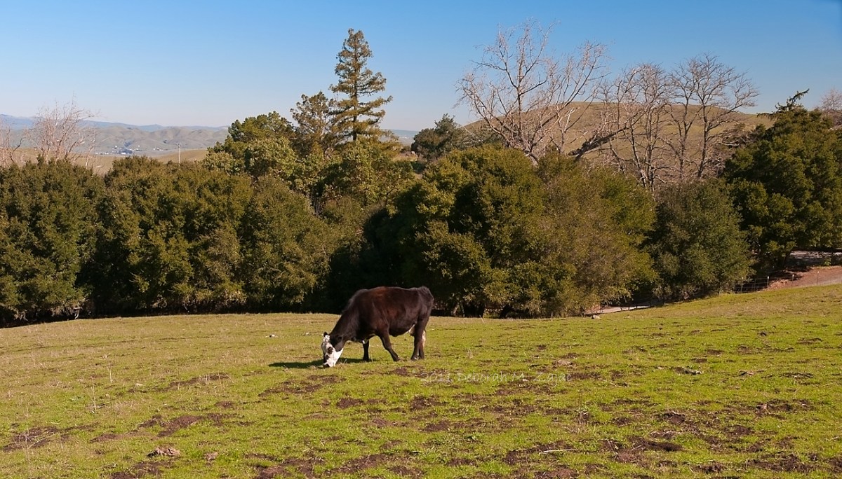 Munching on Sweet Early Spring Grass