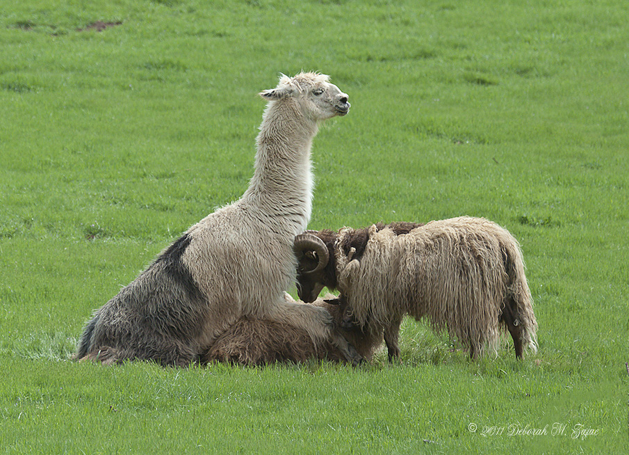 What Strange Behavior!