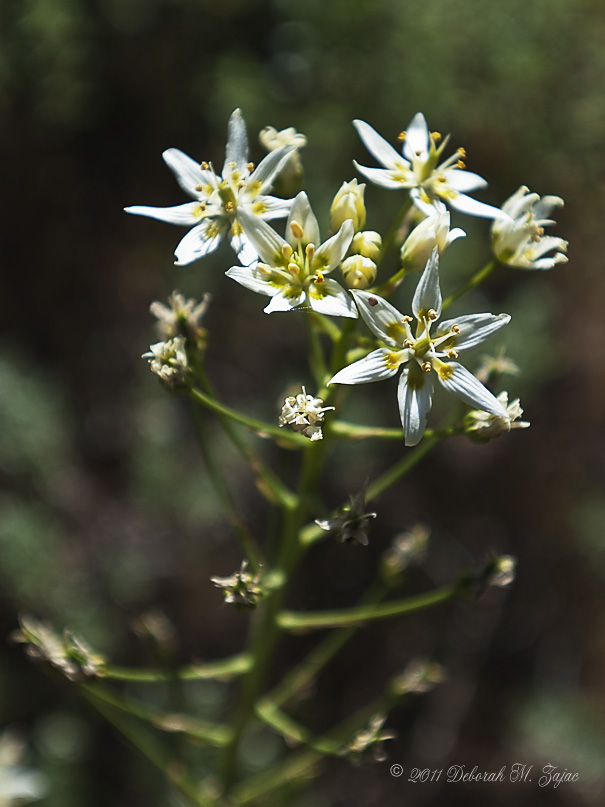 Common Star Lily- Zigadnus Fremontii