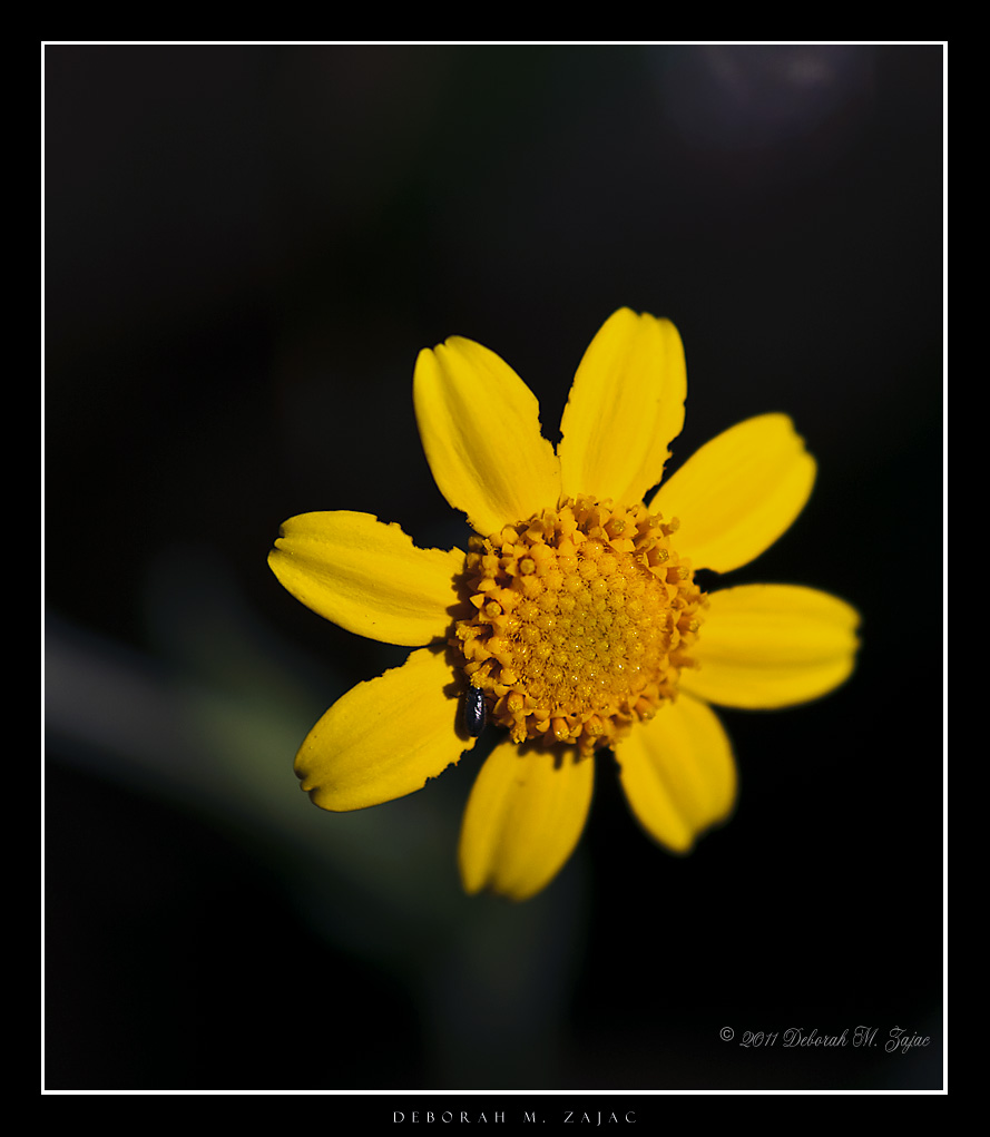 Leafystem Coreopsis
