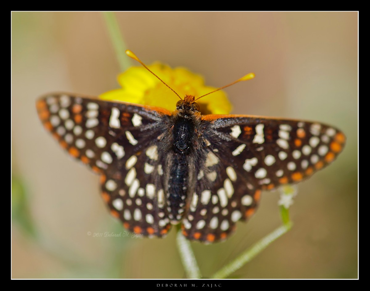 Variable Checkerspot