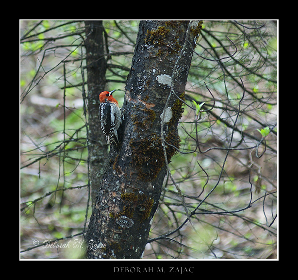Red-Breasted Sapsucker
