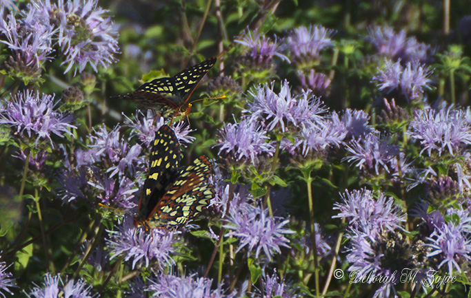 "Summer is the time when one sheds one's tensions with one's clo