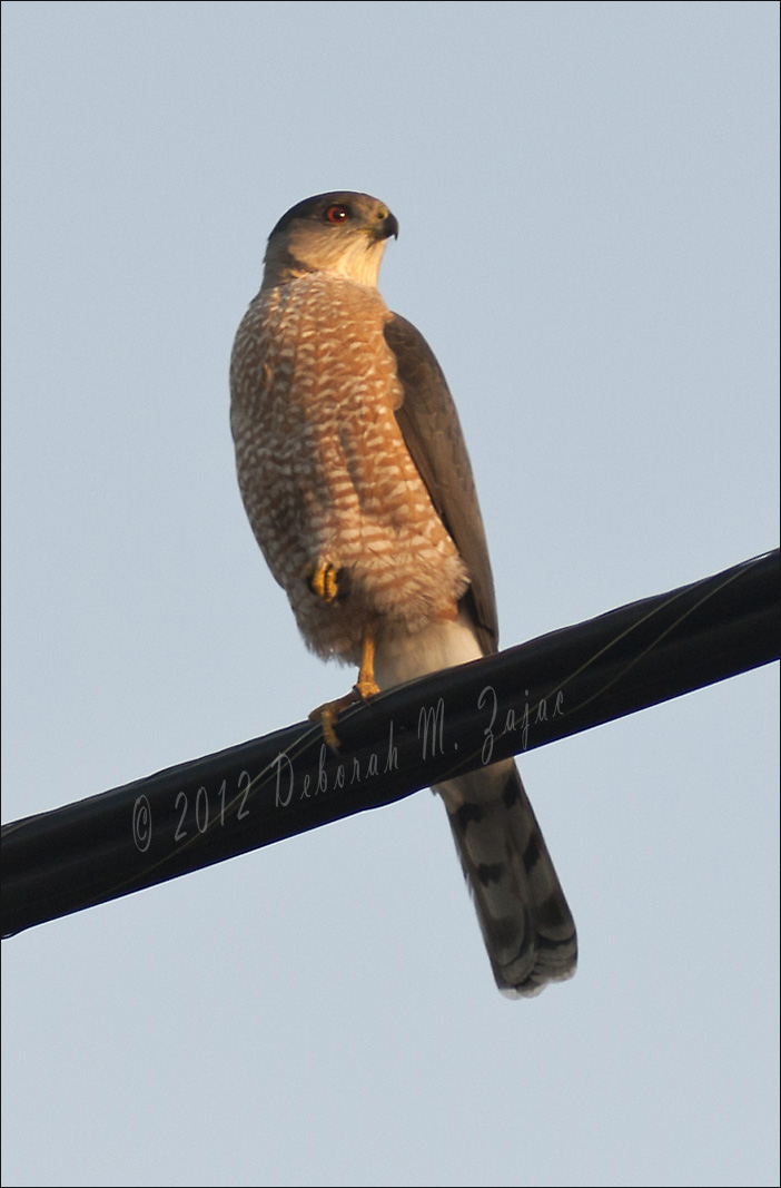 Cooper's Hawk