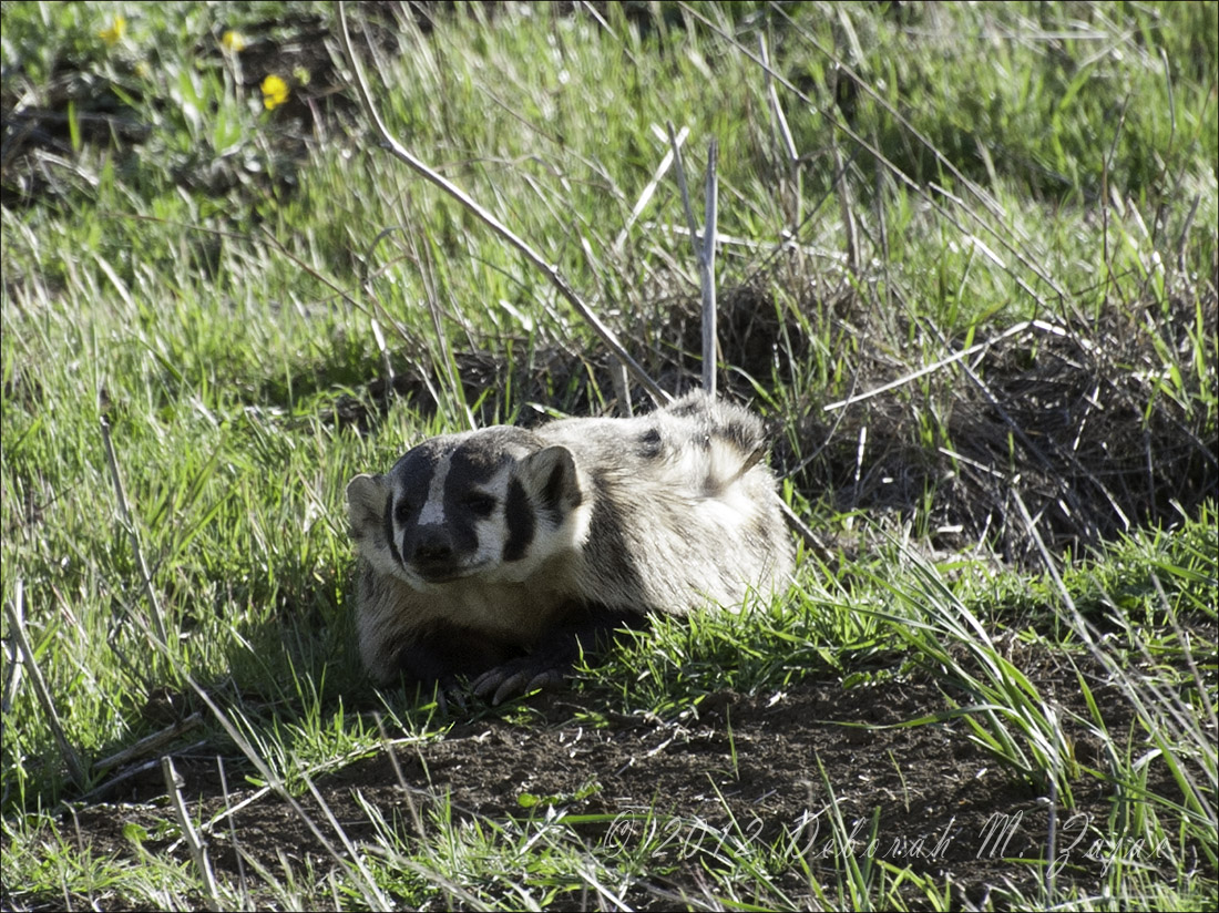 An American Badger