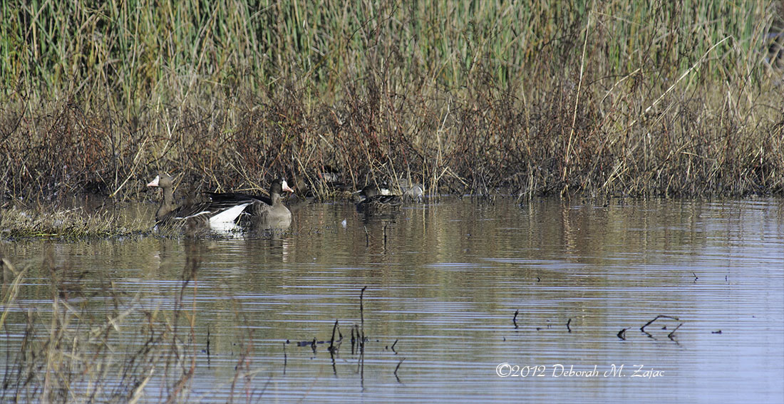 Greater White-fronted Geese