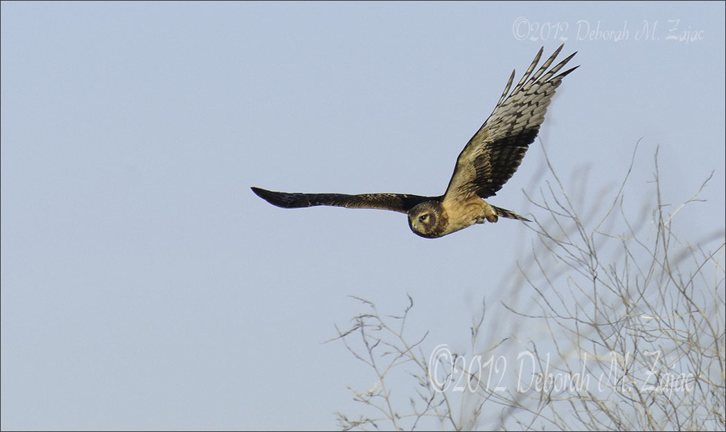 Northern Harrior on the Hunt