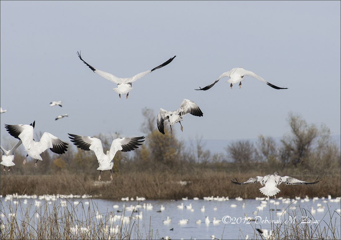 Snow Geese in Flight