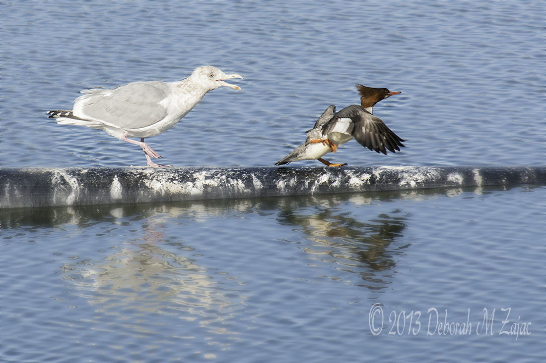 I'm King of this Pipe Merganser...Beat it!