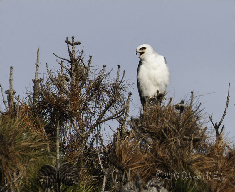 White Tail Kite