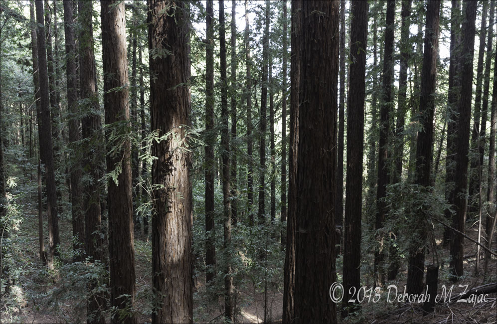 Seeing the trees_7295