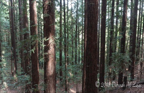 Seeing the trees_7295