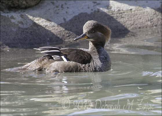 Hooded Merganser Female
