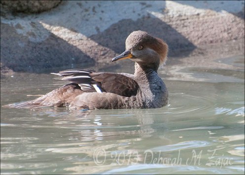 Hooded Merganser Female