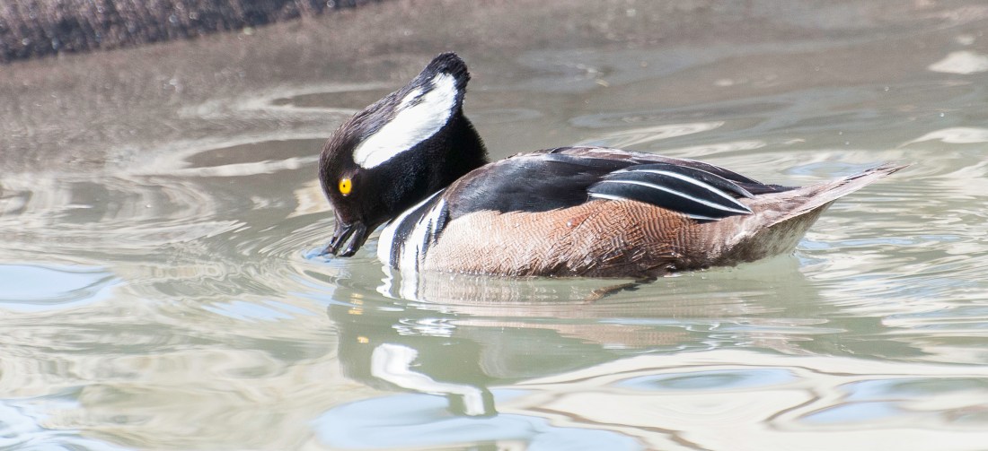 Hooded Merganser Male-Crest Down 1