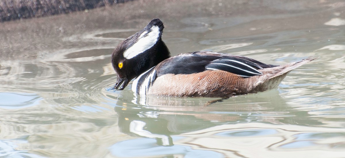 Hooded Merganser Male-Crest Down 1