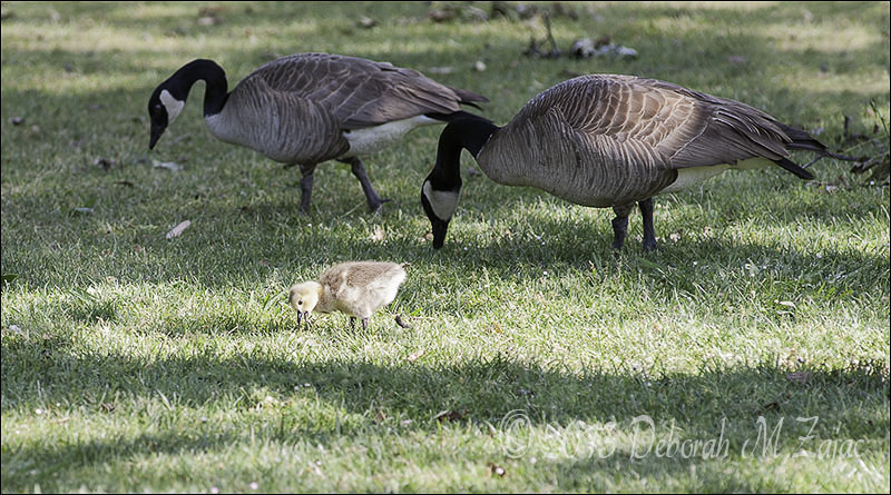 Canadian Geese and Gosling