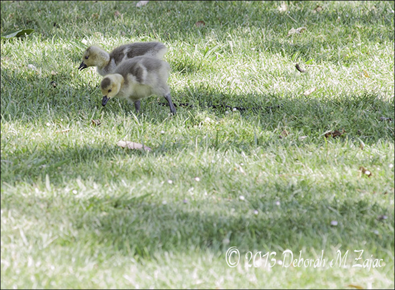 Canadian Geese Goslings