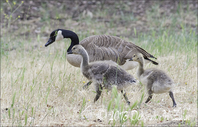 Canadian Goose and Goslings