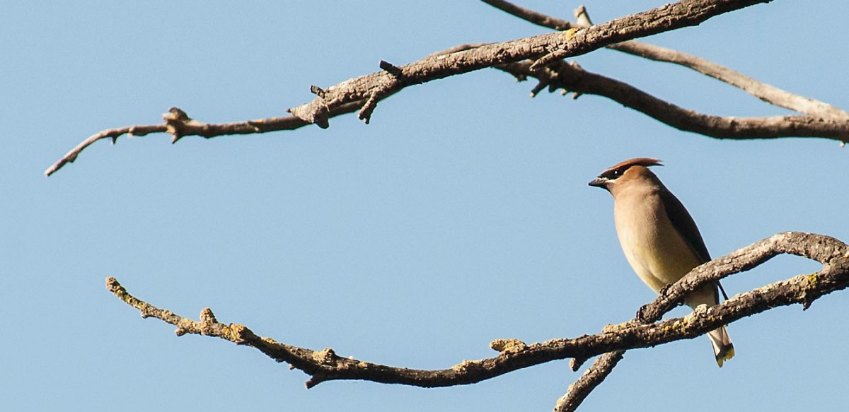 Cedar Waxwing