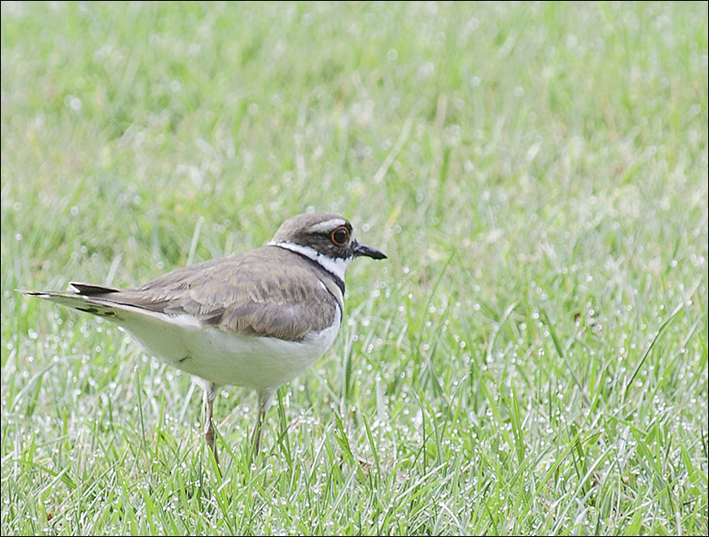 Killdeer