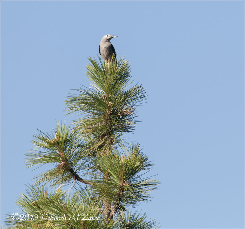 Clarks Nutcracker Left Profile