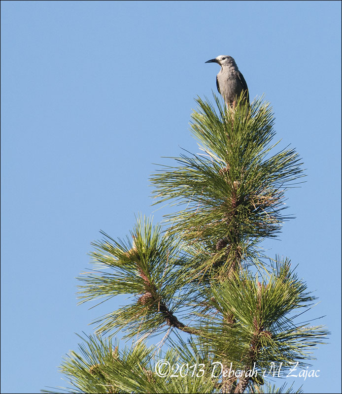 Clarks Nutcracker profile 2