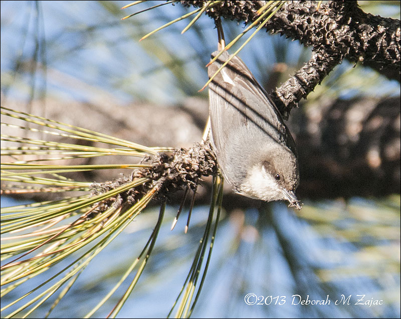 Pygmy Nuthatch