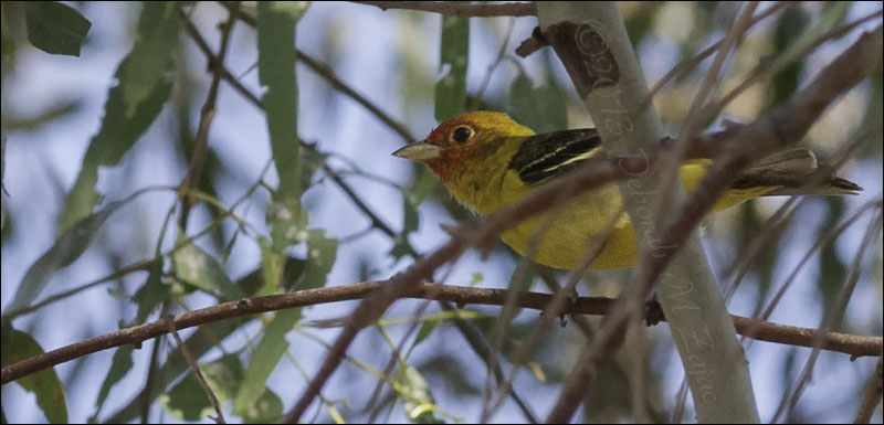 Western Tanager-Male