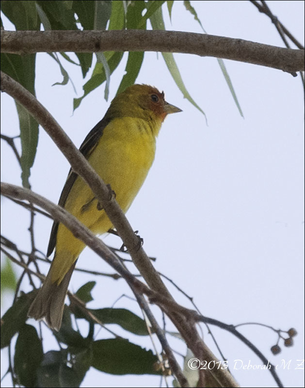 Western Tanager-Male 3