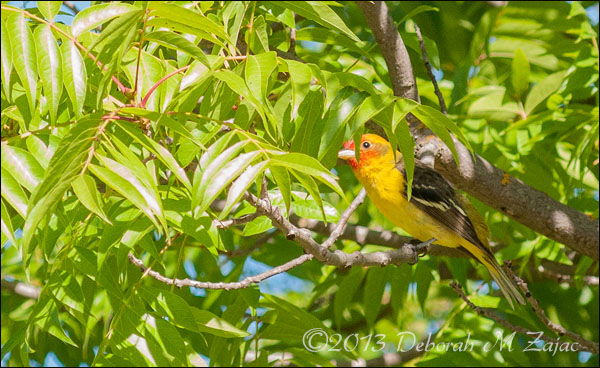 Western Tanager-Male