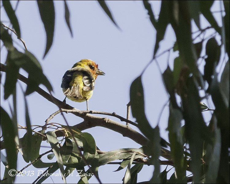 Western Tanager-Male profile