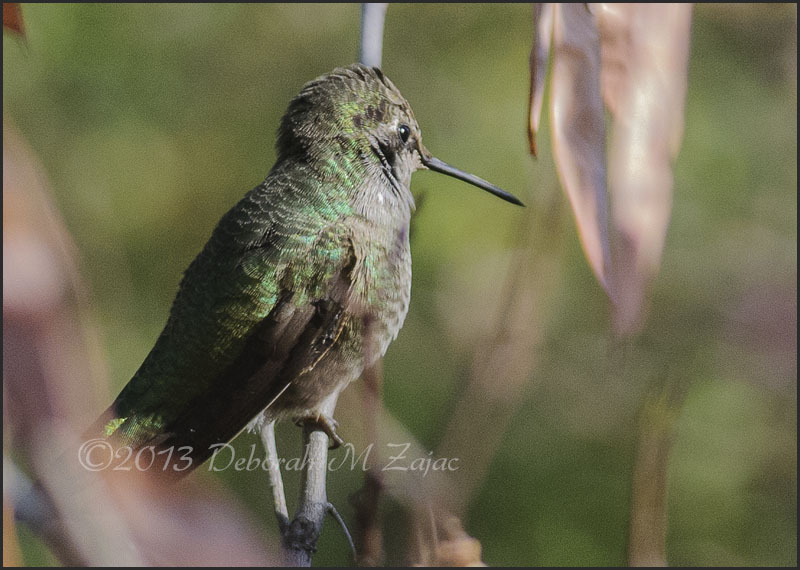 Anna's Hummingbird profile