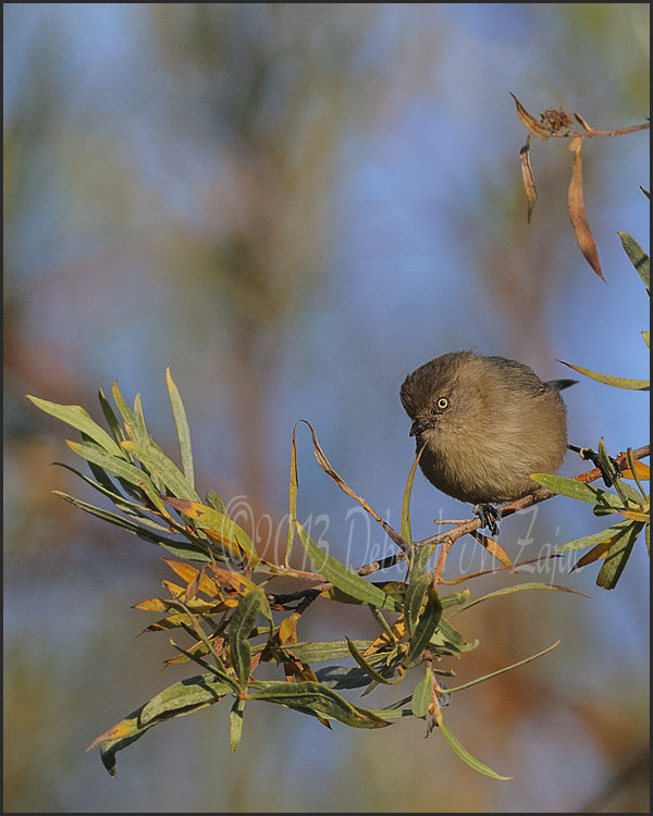 Bushtit