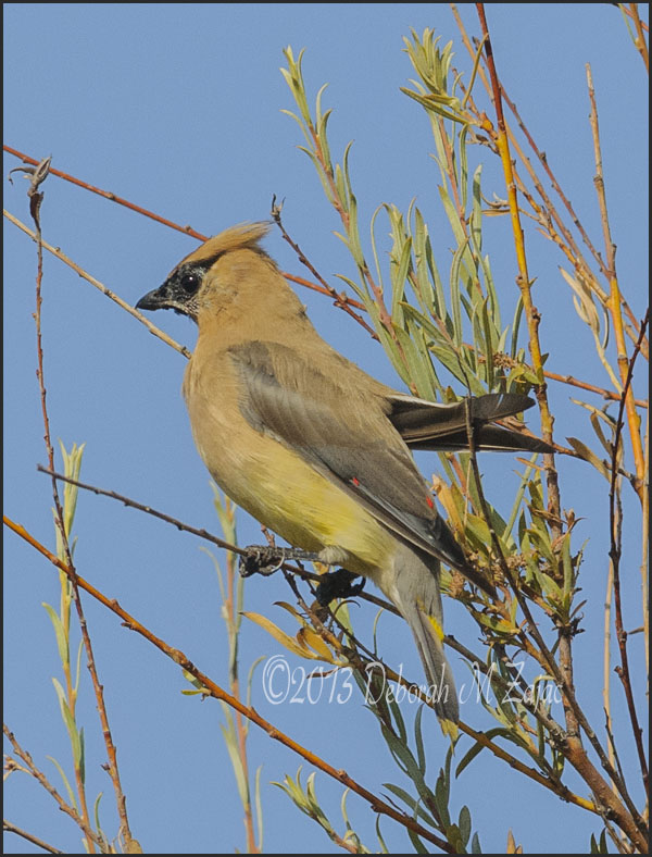 Cedar Waxwing