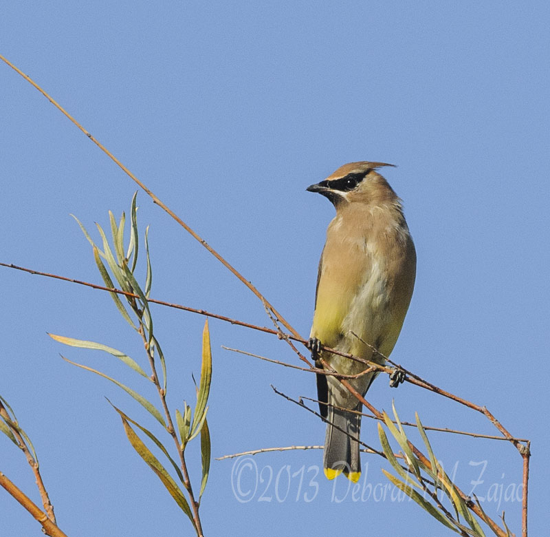 Cedar Waxwing_0878