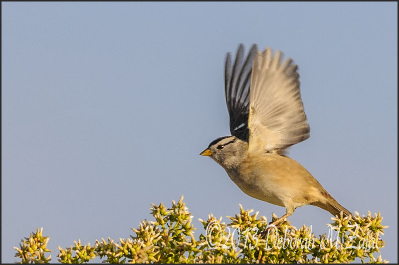 White Crowned Sparrow taking off
