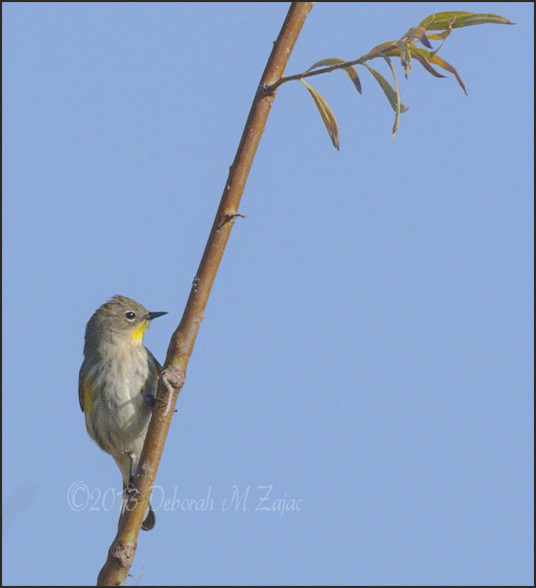 Yellow Throat Warbler