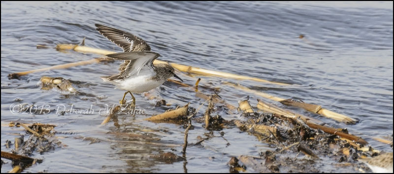 Least Sandpiper