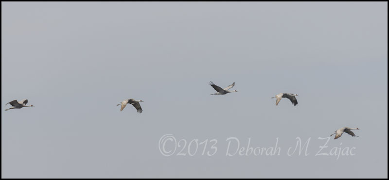 Sandhill Cranes