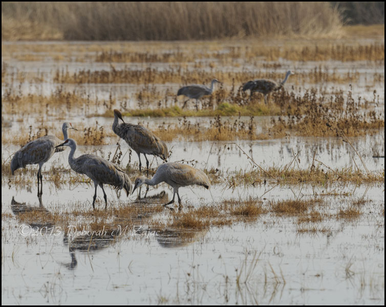 Sandhill Cranes