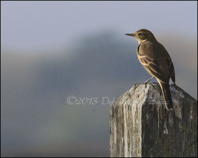 Willow Flycatcher- I think