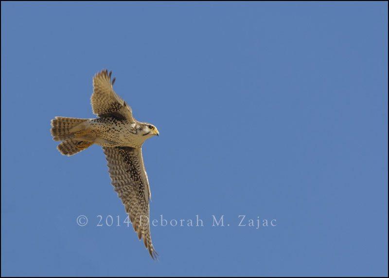 Prairie Falcon In Flight