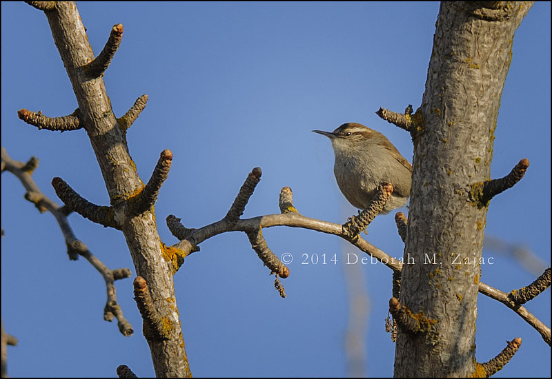 Bewick's Wren